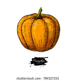 Pumpkin vector drawing. Isolated hand drawn object. Vegetable illustration. Detailed vegetarian food sketch. Farm market product.
