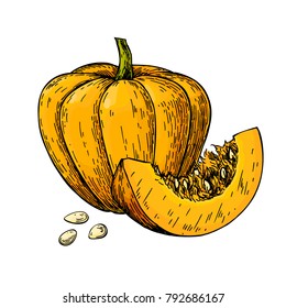 Pumpkin vector drawing. Isolated hand drawn object with sliced piece and seeds. Vegetable illustration. Detailed vegetarian food sketch. Farm market product.