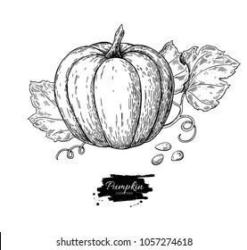 Pumpkin vector drawing set. Isolated hand drawn object with sliced piece and leaves. Vegetable engraved style illustration. Detailed vegetarian food sketch. Farm market product.