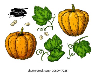 Pumpkin vector drawing set. Isolated hand drawn object with sliced piece and leaves. Vegetable illustration. Detailed vegetarian food sketch. Farm market product.