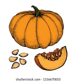 Pumpkin vector drawing set. Isolated hand drawn object with sliced piece and seeds. Vegetable cartoon style illustration. Detailed vegetarian food sketch. Farm market product.