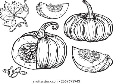 Conjunto de desenho de vetor de abóbora. Objeto isolado desenhado à mão com peça fatiada e ilustração de leaf.vetor.