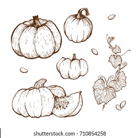 Pumpkin vector drawing set. Isolated hand drawn object with sliced piece and seeds. Vegetable engraved style illustration. Detailed vegetarian food sketch. Farm market product.