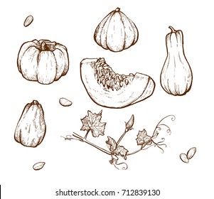 Pumpkin vector drawing set. Isolated hand drawn object with sliced piece and seeds. Vegetable engraved style illustration. Detailed vegetarian food sketch. Farm market product.