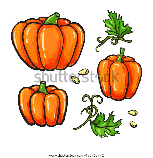 Pumpkin Vector Drawing Set Isolated Hand Vector De Stock Libre De Regalías 453765772 3661