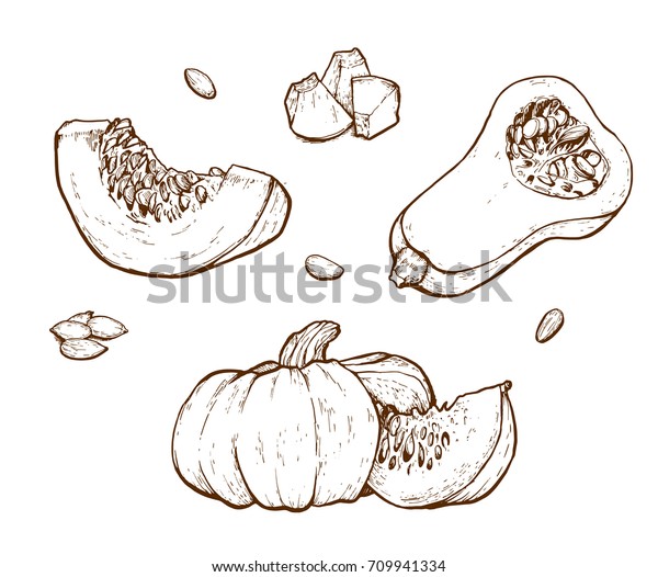 Pumpkin Vector Drawing Set Isolated Hand Stock Vector Royalty Free 709941334 2791