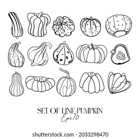 Pumpkin vector drawing set. Outline vector pumpkins, butternut squash, vegetable marrow, red kuri squash, delicata squash, cinderella pumpkin, fairy tale pumpkin. Hand drawn harvest illustration.