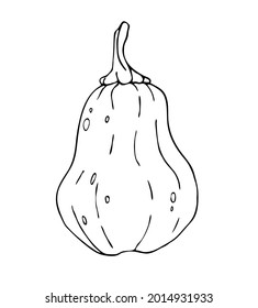 Pumpkin vector. Element for autumn decorative design, halloween, harvest. Illustration for cards, posters, stickers and seasonal design.