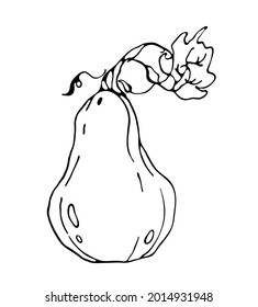 Pumpkin vector. Element for autumn decorative design, halloween, harvest. 