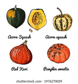 Pumpkin. Vector food icons of vegetables. Colored sketch of food products. Acorn squash, red kuri, pumpkin sweetie