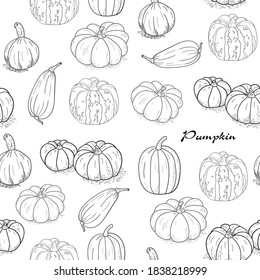 Pumpkin vector, 
hand drawn sketch on white background.