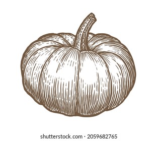 Pumpkin vector. Hand drawn vector sketch engraved illustration. Autumn vegetable, food Isolated on white background