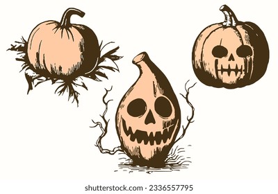 Pumpkin vector. Hand drawn vector sketch Halloween elements illustration. Autumn vegetable, food Isolated on white background