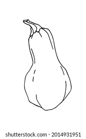 Pumpkin vector. Healthy food design. Vector drawing for cookbook, recipes, menu. 