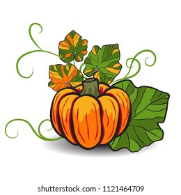 Pumpkin. Vector illustration.