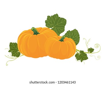 Pumpkin. Vector illustration