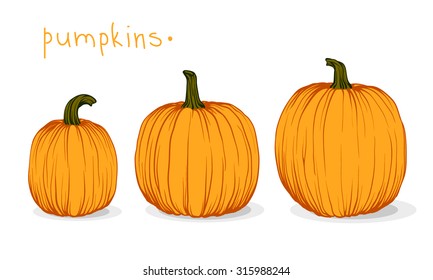 Pumpkin  Vector illustration