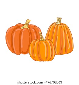 Pumpkin. Vector illustration.