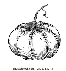 Pumpkin Vector Illustration for Autumn and Halloween Designs. Linear drawing of Gourd on isolated background for Harvest festival invitation. Seasonal vegetable in outline style painted by black inks.