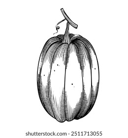 Pumpkin Vector Illustration for Autumn and Halloween Designs. Linear drawing of Gourd on isolated background for Harvest festival invitation. Seasonal vegetable in outline style painted by black inks.
