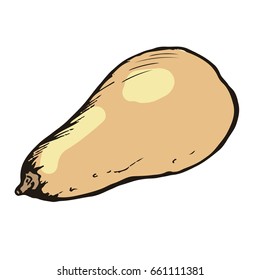 Pumpkin vector. Illustration. Cartoon style