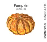 Pumpkin vector illustration. Drawing watercolor style Pumpkin. Autumn symbol. Vegetable isolated on white background.