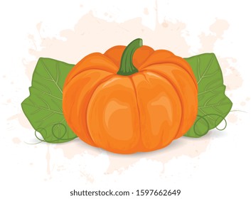 pumpkin vector illustration with green leaves on white background