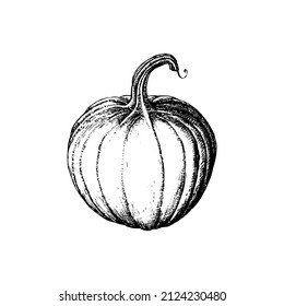 Calabaza, ilustración vectorial. La mano dibujó fruta en un fondo blanco. Esbozo de comida vegetariana. Producto del mercado agrícola.