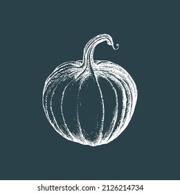 Pumpkin, vector illustration. Hand drawn fruit on dark background. Vegetarian food sketch. Farm market product.