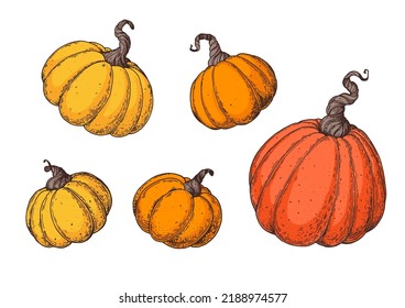 Ilustración vectorial de calabaza. Colección dibujada a mano. Juego de calabaza. Elementos de diseño.