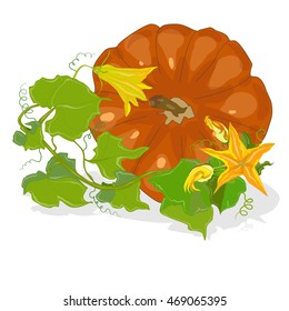 Pumpkin vector illustration isolated