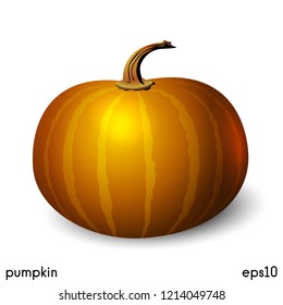 Pumpkin vector illustration isolated on white background. Vegetable image with realistic light and shadow.
