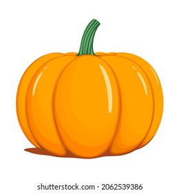 Ilustración vectorial de calabaza, aislada en fondo blanco.
