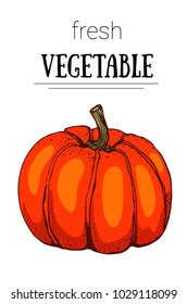 pumpkin, vector illustration on white background, hand drawing