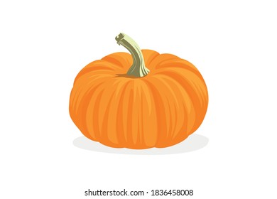 
Pumpkin vector illustration on white background 