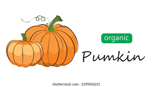 Pumpkin vector illustration. One continuous line drawing art illustration organic pumpkin.