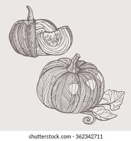 Pumpkin  vector illustration set vintage