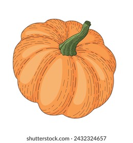 Pumpkin. Vector illustration of a vegetable. An ingredient for cooking vegetarian dishes. Pictures for illustrating cookbooks and recipes. Growing vegetables.