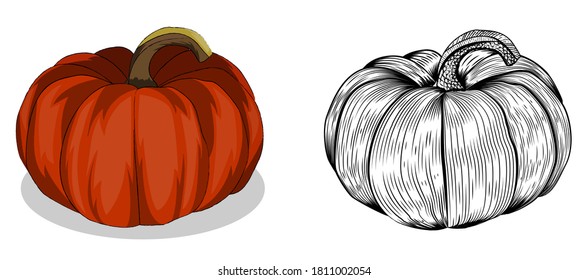 Pumpkin vector illustrations engraved and colored with shadows Thanksgiving and Halloween 