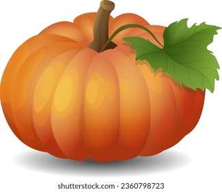 Pumpkin Vector isolated on a white background. Autumn Halloween pumpkin, vegetable vector illustration.