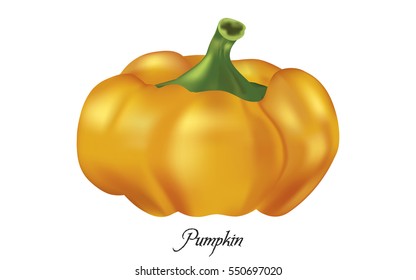 Pumpkin vector on white background