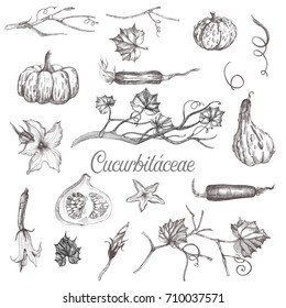 pumpkin vector set