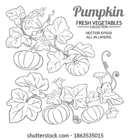 pumpkin vector set on white background