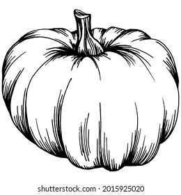 Pumpkin vector sketch hand drawn. Isolated object with engraved style illustration. Detailed vegetarian food. Farm market product. The best for design logo, menu, label, icon, stamp.