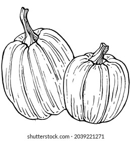 Pumpkin vector sketch hand drawn. Isolated object with engraved style illustration. Detailed vegetarian food. Farm market product. The best for design logo, menu, label, icon, stamp.