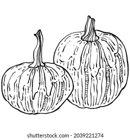 Pumpkin vector sketch hand drawn. Isolated object with engraved style illustration. Detailed vegetarian food. Farm market product. The best for design logo, menu, label, icon, stamp.