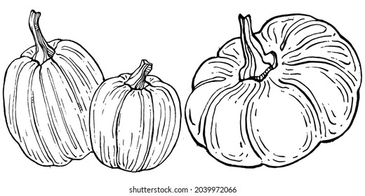 Pumpkin vector sketch hand drawn. Isolated object with engraved style illustration. Detailed vegetarian food. Farm market product. The best for design logo, menu, label, icon, stamp.