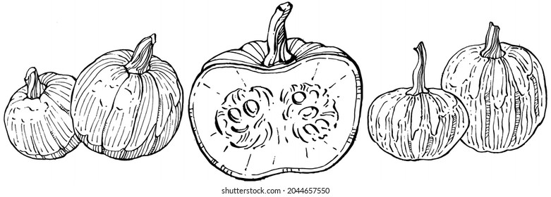 Pumpkin vector sketch hand drawn. Isolated object with engraved style illustration. Detailed vegetarian food. Farm market product. The best for design logo, menu, label, icon, stamp.