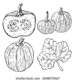 Pumpkin vector sketch hand drawn. Isolated object with engraved style illustration. Detailed vegetarian food. Farm market product. The best for design logo, menu, label, icon, stamp.