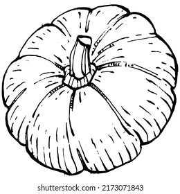 Pumpkin vector sketch hand drawn. Isolated object with engraved style illustration. Detailed vegetarian food. Farm market product. The best for design logo, menu, label, icon, stamp.